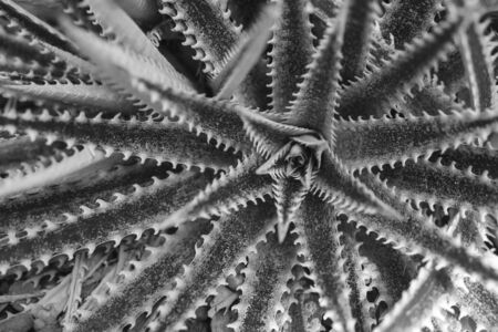 cactus with filter effect retro vintage styleの写真素材