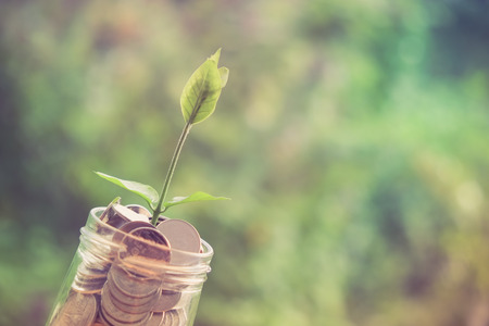 Sprout growing on glass piggy bank in saving money concept with filter effect retro vintage styleの写真素材