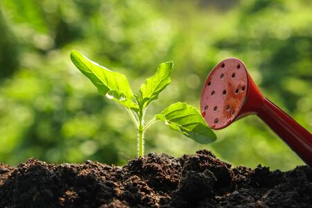 Green sprout growing from seed in organic soilの写真素材