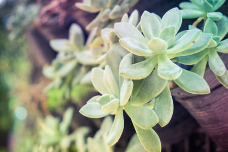 cactus with filter effect retro vintage styleの写真素材