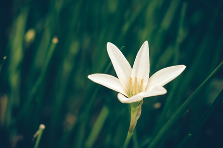 flowers with filter effect retro vintage styleの写真素材