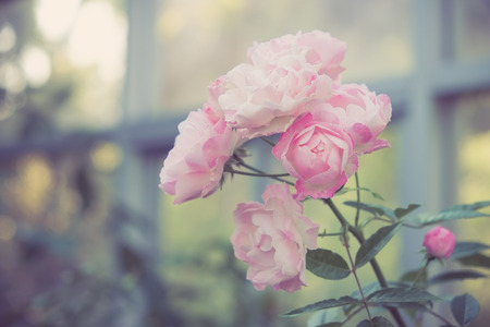 flowers rose with filter effect retro vintage styleの写真素材