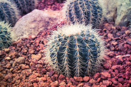 cactus with filter effect retro vintage styleの写真素材