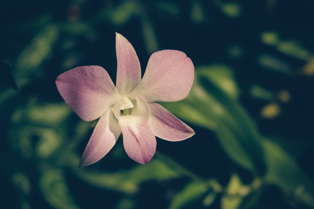 flowers with filter effect retro vintage styleの写真素材