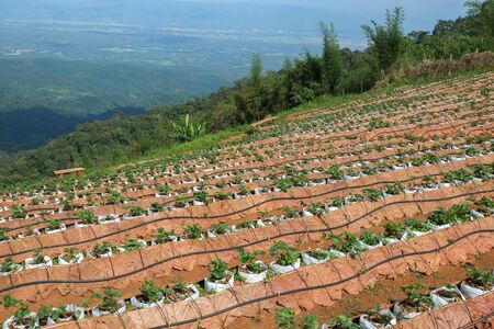 Vegetable garden on the big mountain as backgroundの写真素材
