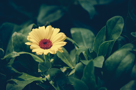 flowers with filter effect retro vintage styleの写真素材