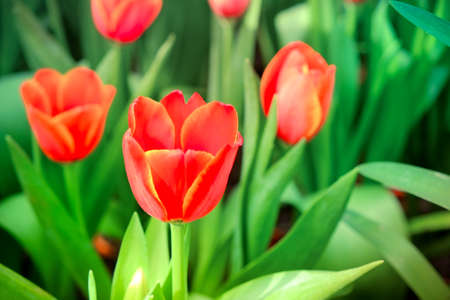 Beautiful bouquet of tulips with filter effect retro vintage style