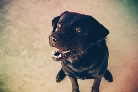 Black labrador dog with filter effect retro vintage style