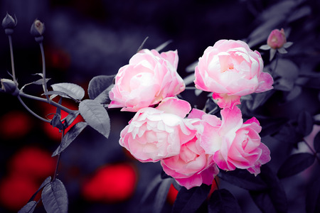 flowers with filter effect retro vintage styleの写真素材