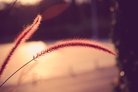 field of grass during sunset with filter effect retro vintage style