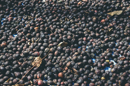 dried berries coffee with filter effect retro vintage styleの写真素材