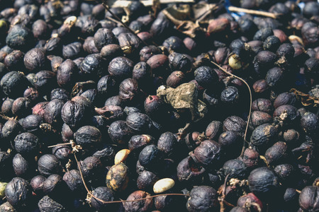 dried berries coffee with filter effect retro vintage styleの写真素材