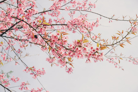 Wild himalayan cherry flower with filter effect retro vintage styleの写真素材