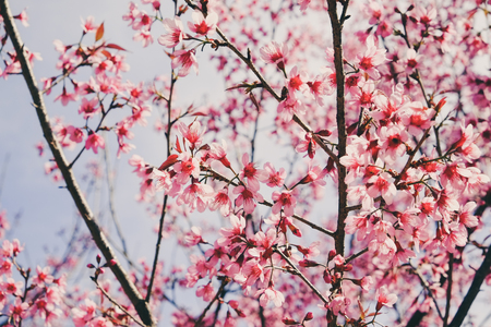 Wild himalayan cherry flower with filter effect retro vintage style