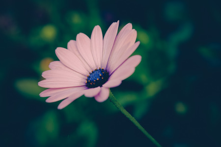 flowers with filter effect retro vintage styleの写真素材