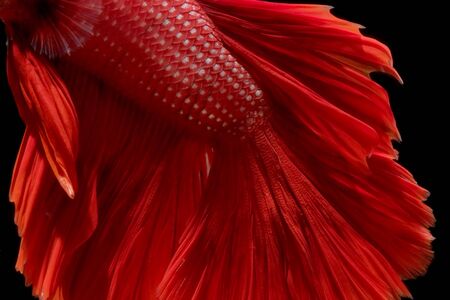 betta fish isolated on black backgroundの写真素材
