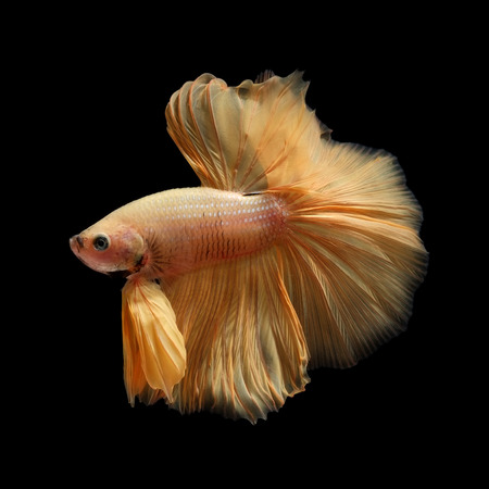 betta fish isolated on black background