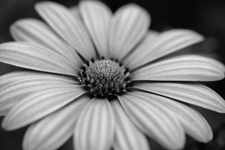 flowers with filter effect retro vintage styleの写真素材