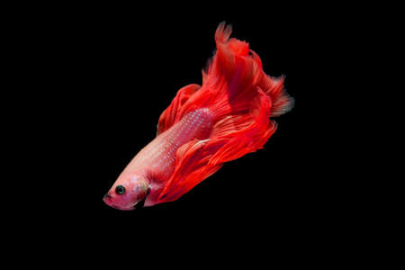 betta fish isolated on black background