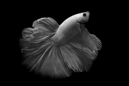 betta fish isolated on black backgroundの写真素材