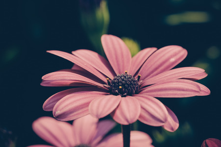 flowers with filter effect retro vintage styleの写真素材