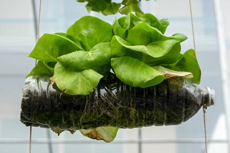 vegetable in decorated vertical garden Idea in the cityの写真素材