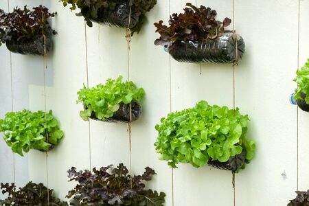 vegetable in decorated vertical garden Idea in the cityの写真素材
