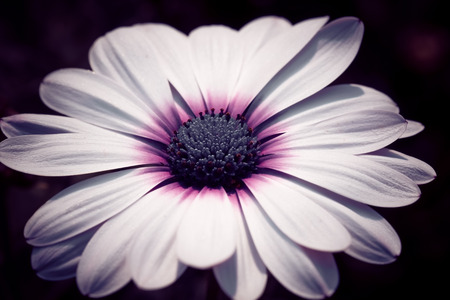 flowers with filter effect retro vintage styleの写真素材