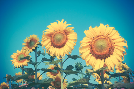 sunflower with filter effect retro vintage styleの写真素材