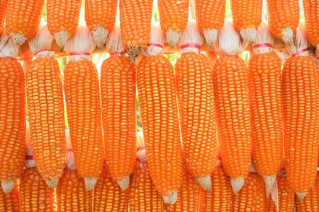 dried corn hung up outside rural house in Thailandの写真素材