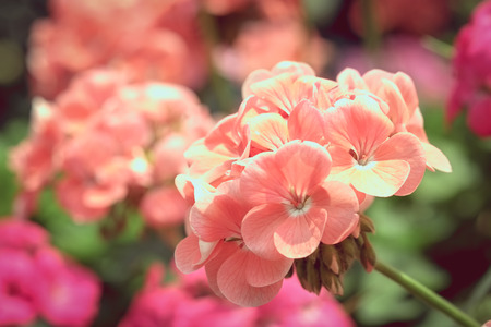 Beautiful bouquet flower for background - Vintage Filterの写真素材