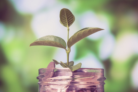 save money for investment concept plant growing out of coins money with filter effect retro vintage...