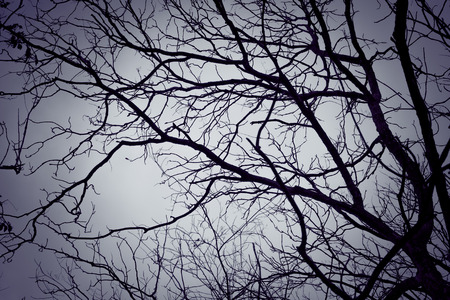 Silhouette tree with filter effect retro vintage style
