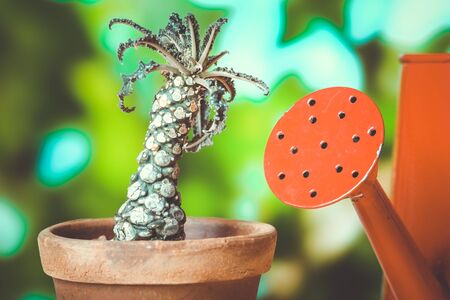 cactus with filter effect retro vintage styleの写真素材