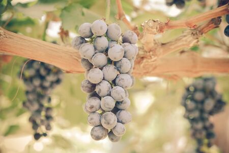 grapes hang from a vine with filter effect retro vintage styleの写真素材