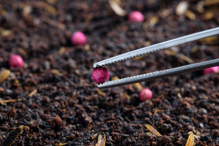 Farmer planting seed in soilの写真素材