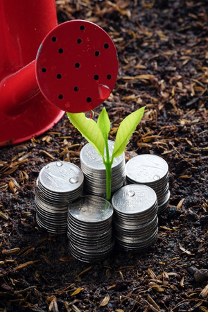Money growth concept plant growing out of coinsの写真素材
