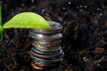 business finance. save money for investment concept plant growing out of coinsの写真素材