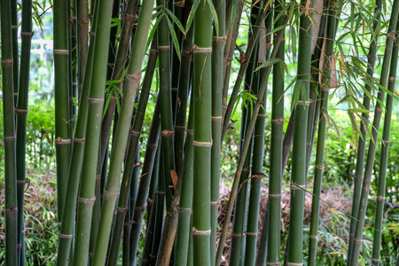 green Bamboo texture backgroundの写真素材
