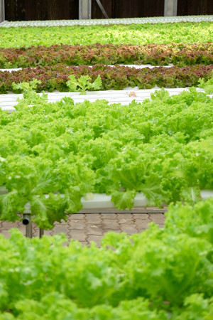 Organic hydroponic vegetable farmの写真素材
