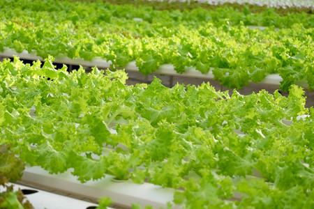 Organic hydroponic vegetable farm