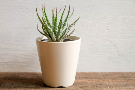 Indoor plant on wooden tableの写真素材