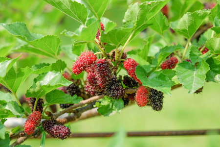Fresh ripe mulberry berries on treeの写真素材