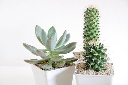 succulents or cactus in concrete pots over white background on the shelfの写真素材