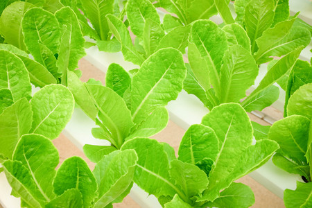 Organic hydroponic vegetable farmの写真素材