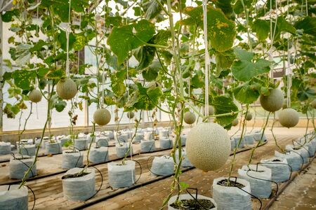 Cantaloupe melons growing in a greenhouse supported by string melon netsの写真素材