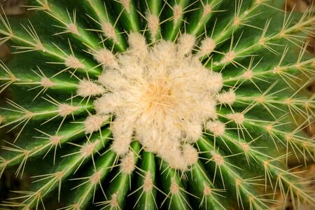 Natural background Cactus succulent plant
