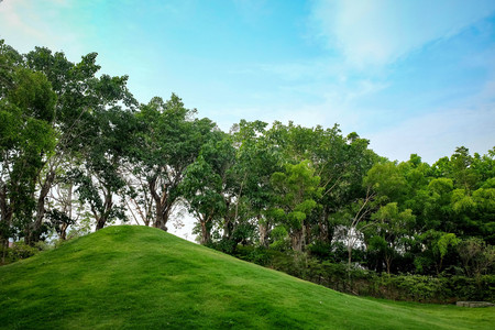 Trees in the shade gardenの写真素材