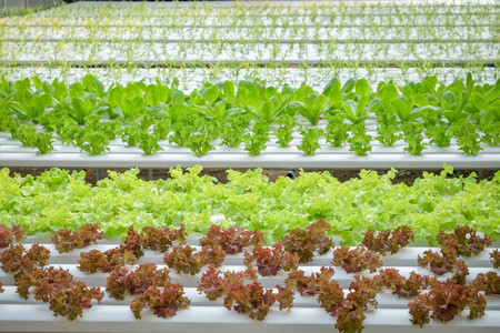 Organic hydroponic vegetable farmの写真素材