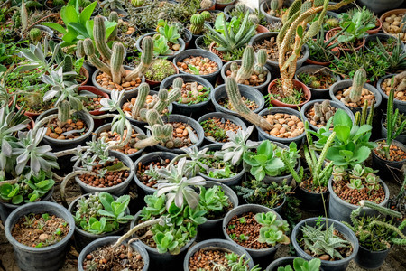 Cactus in the greenhouseの写真素材